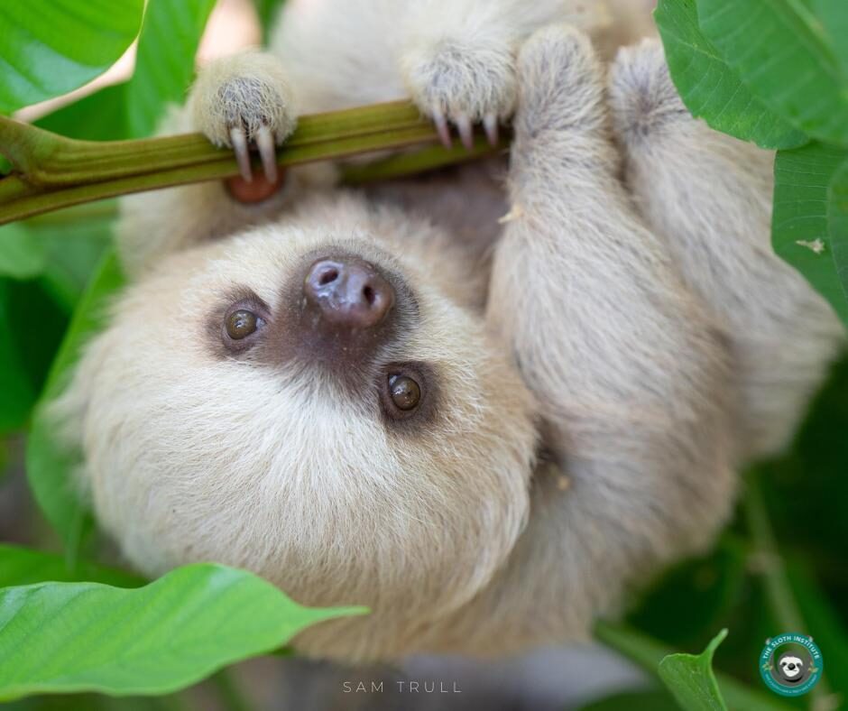 Taco the Sloth at The Sloth Institute