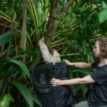 Celebrating 10 Years of Sloth Conservation: Join Us for Slothtober!