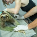 Celebrate Giving Tuesday by Supporting Sloths