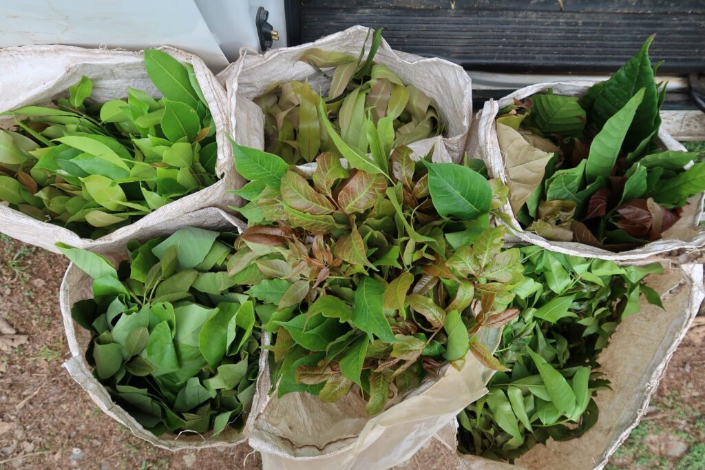 Leaf Cuttings at The Sloth Institute