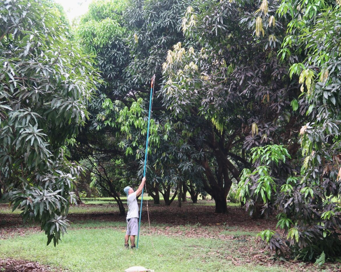 Tree Trimming at The Sloth Institute (6)