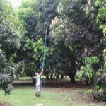 Discover the Importance of Leaf Cutting for Sloth Rehabilitation at The Sloth Institute