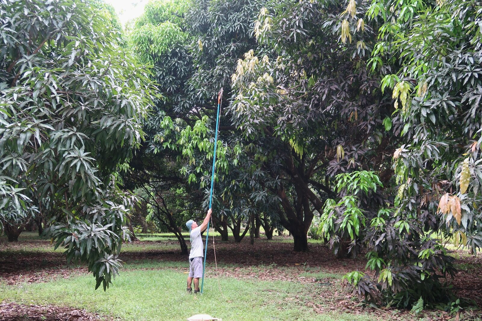 Tree Trimming at The Sloth Institute (6)