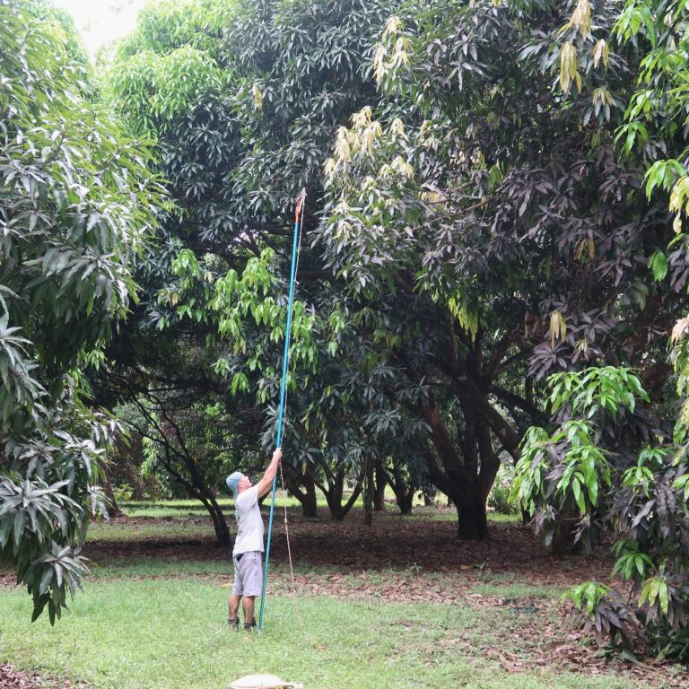 Tree Trimming at The Sloth Institute (6)