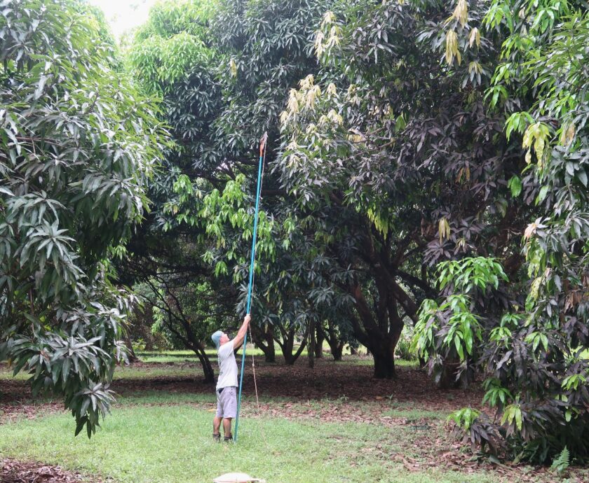 Tree Trimming at The Sloth Institute (6)