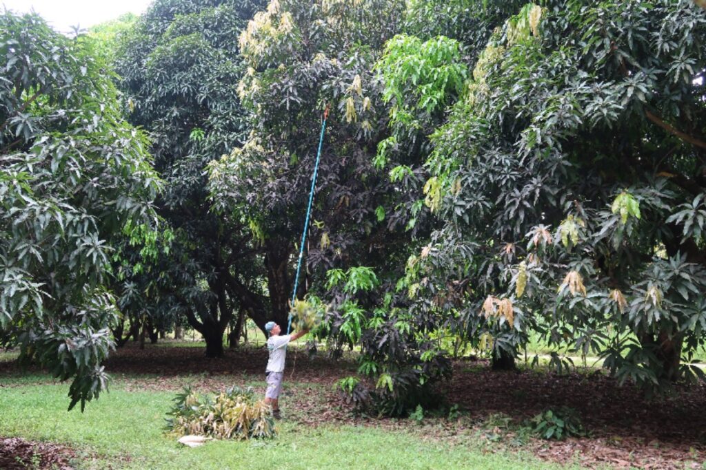 Tree Trimming at The Sloth Institute (9)