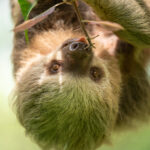 Meet Honey - January Sloth of the Month!