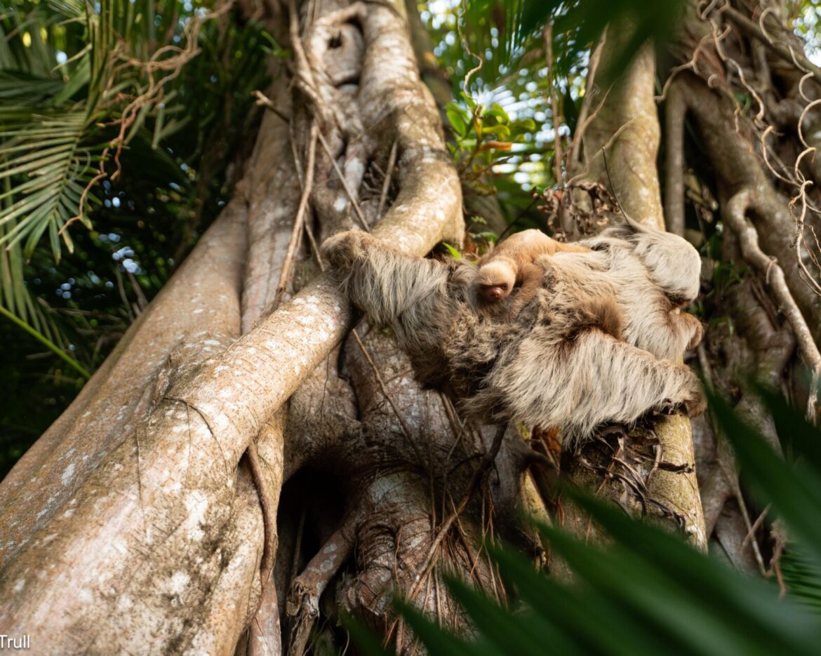 Harriet the Sloth, The Sloth Institute