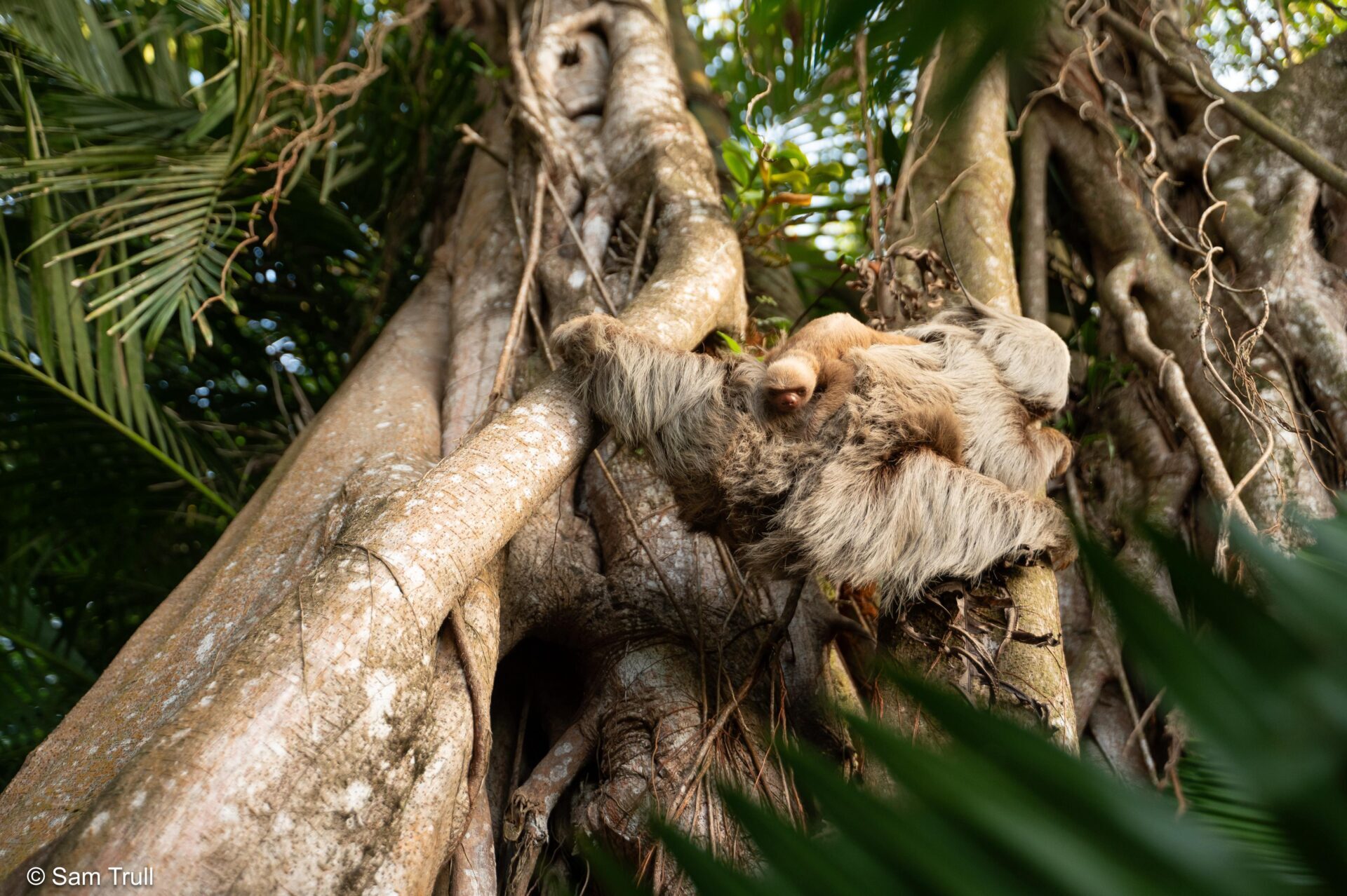 Harriet the Sloth, The Sloth Institute