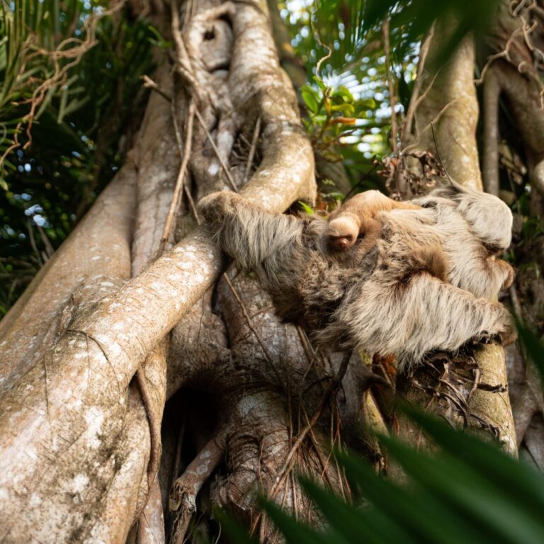 Harriet the Sloth, The Sloth Institute