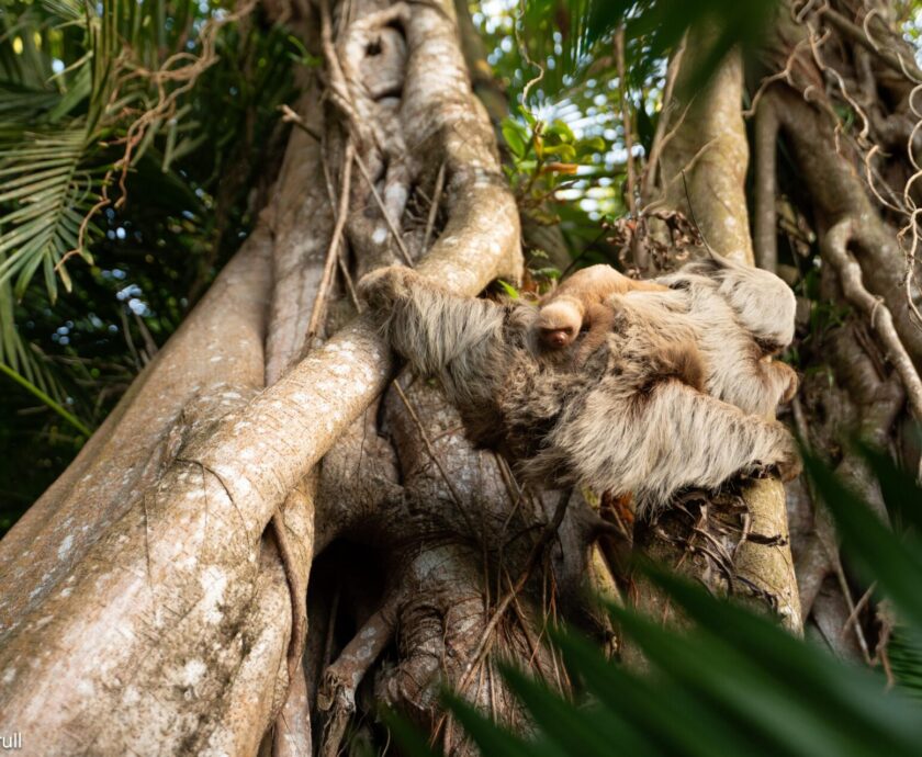 Harriet the Sloth, The Sloth Institute